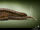 North African Giant Snake