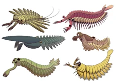Other stem-arthropods present in the Cambrian period, including examples from radiodonta, opabiniidae, and megacheira.