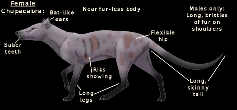 Chupa dog.png