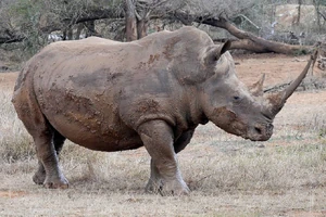 White rhinoceros 66 noo