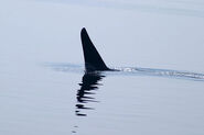 The dorsal fin of an orca, one possible suspect for the origins of the Bobo.