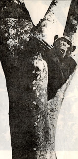 Ufiti, RGM Willan