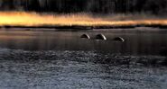 Flathead lake Monster