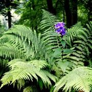 Flowerfern.jpg