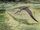 Namibian pterosaur