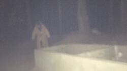 Raccoon Human