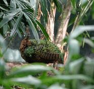 Congo Peafowl, female