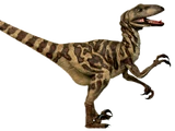 Georgia Raptor