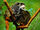 Emperor Tamarin