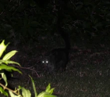 Chupacabrann.jpg (237 KB) Chupacabrann