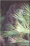 Skunk ape.jpg (31 KB)