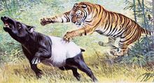 Tigre0.jpg