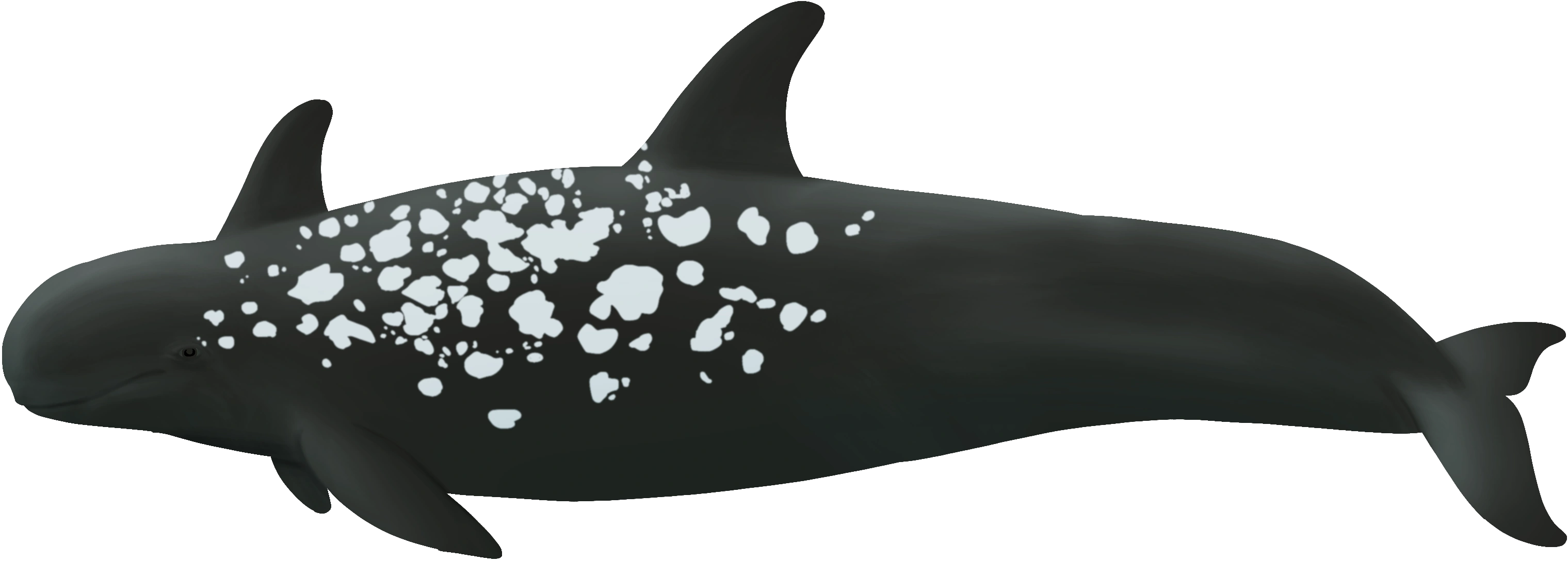 Rhinoceros Dolphin | Cryptid Wiki | Fandom