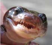 Salamander.png (67 KB) A real toothed salamander