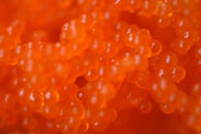 Kivalina Orange Goo