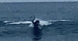 Huntington Beach Monster