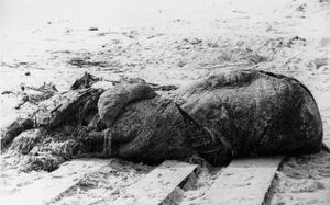 St augustine carcass lusca.jpg