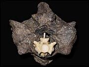 Titanoboa vertebrae