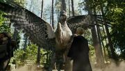 Hippogriff3