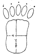 Rough sketch of the track found by F. Schindler near the Magadi Railway.