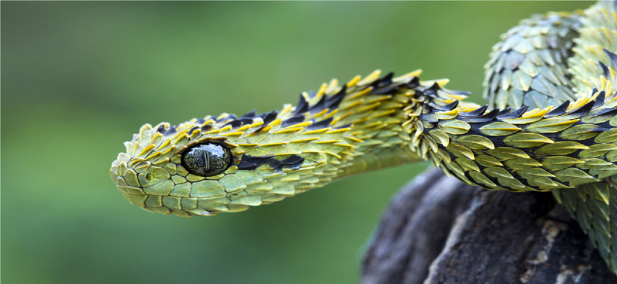 Atheris hispida - Wikipedia