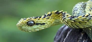 The Atheris hispida, also known as the hairy viper, is an unrelated species of snake native to Central Africa.