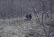 Dogman3.jpg (12 KB) A frame from hoaxed footage of the Dogman