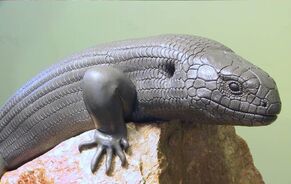 Skink