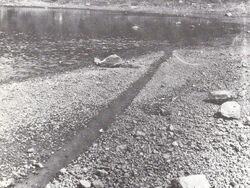 Giant Snake of Mt. Chōkai3