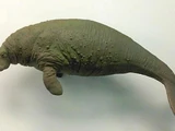 Steller's sea cow