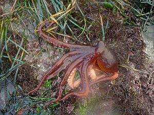 Tide pools octopus