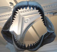 Reconstructed megalodon jaws.