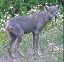 A picture of a purported salawa in Madinaty (a suburb of Cairo). This appears to be a canid with mange.