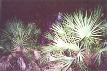 The Second Photo of the Skunk Ape