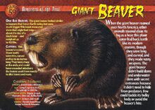 Giant Beaver front