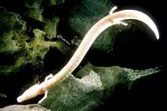 Olm.webp (29 KB) An olm, a blind, aquatic, salamander.