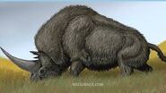 Elasmotherium also known as The Siberian Unicorn is a prehistoric animal, that could be the possible explanation for the unicorns in mythology.