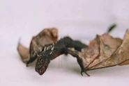 Black Dragon (364×257mm) Found in London, England in 1999.