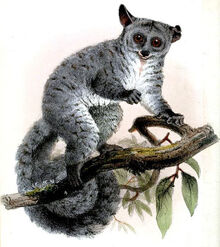 Giant Bushbaby