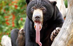 Bear-tongue-color.jpg