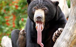 Bear-tongue-color