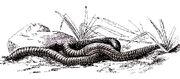 Earthworm