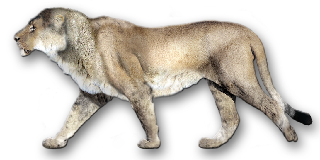 prehistoric predators american lion