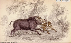 Traditional Chinese Painting of Lili