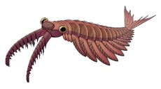 Illustration of anomalocaris canadensis. This Cambrian era radiodont is an ancient ancestor of modern arthropods and was one of Earth's first superpredators. Its frontal appendages were used to grasp prey and its lateral fins propelled it through the water. Old Briney is sometimes explained to be a modern descendant of anomalocaris or other radiodonta.