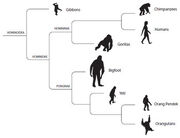 Cryptozoologicon-hominid-cladogram-350-px-tiny-dec-2013-darren-naish-tetrapod-zoology