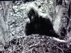 Bigfoot Encounters in Ohio: Quest for the Grassman