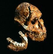 Skull believed to belong to a Batutut
