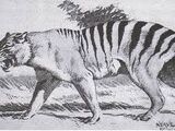 Queensland Tiger