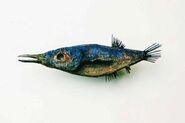 Haichan, a fish with a menacing beak.